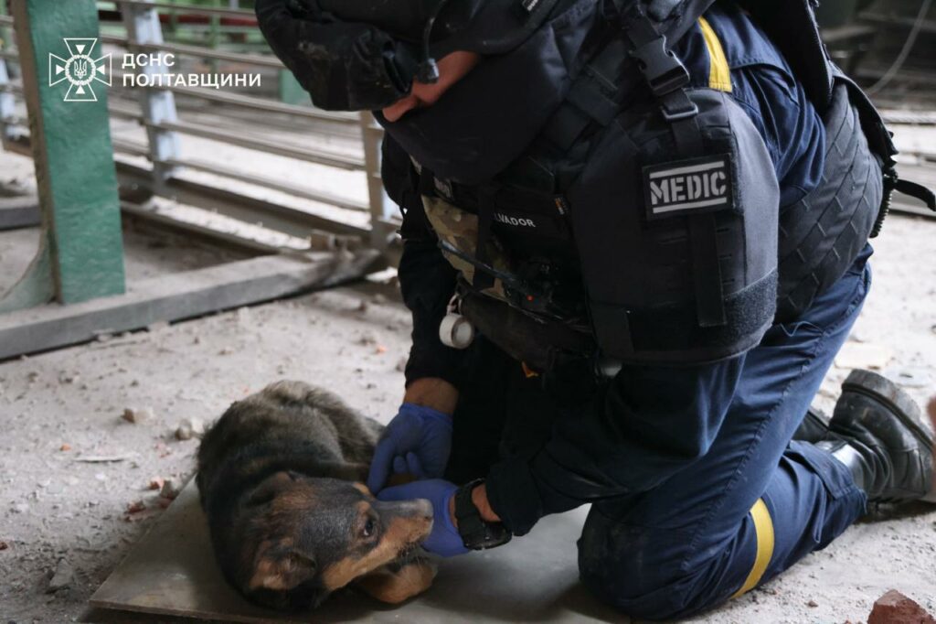 Собак виявили під завалами на місці обстрілу промисловості та критичних обʼєктів у ніч на 29 червня на Полтавщині.