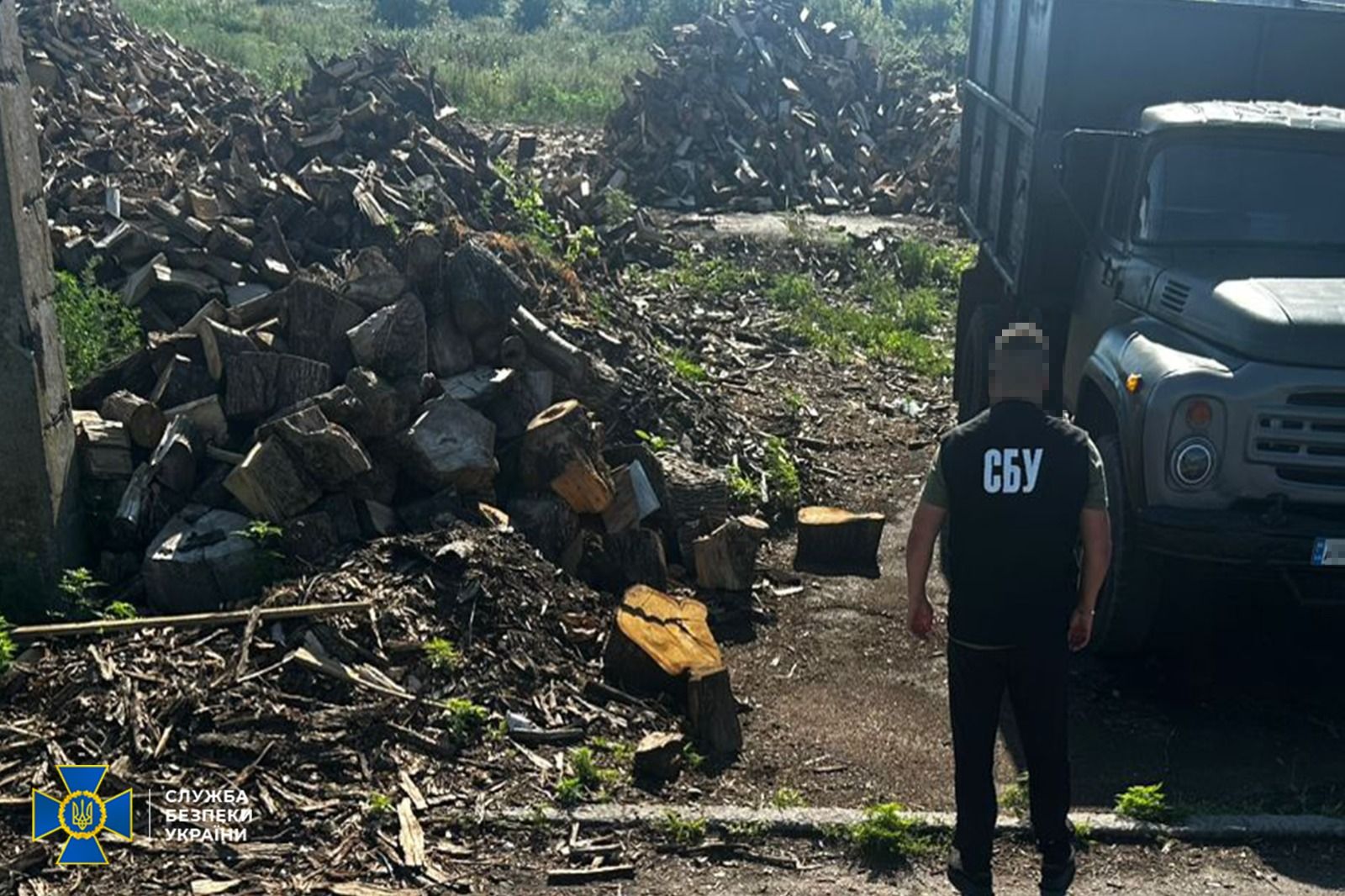 Викриття схеми вирубки лісу