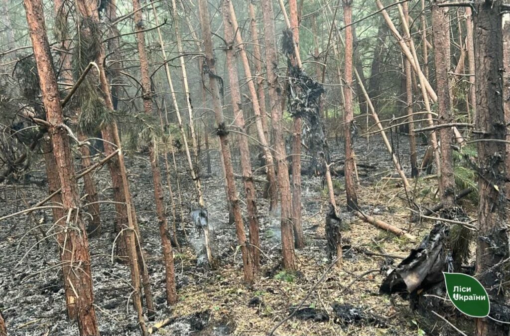 пожежі на Полтавщині горить ліс