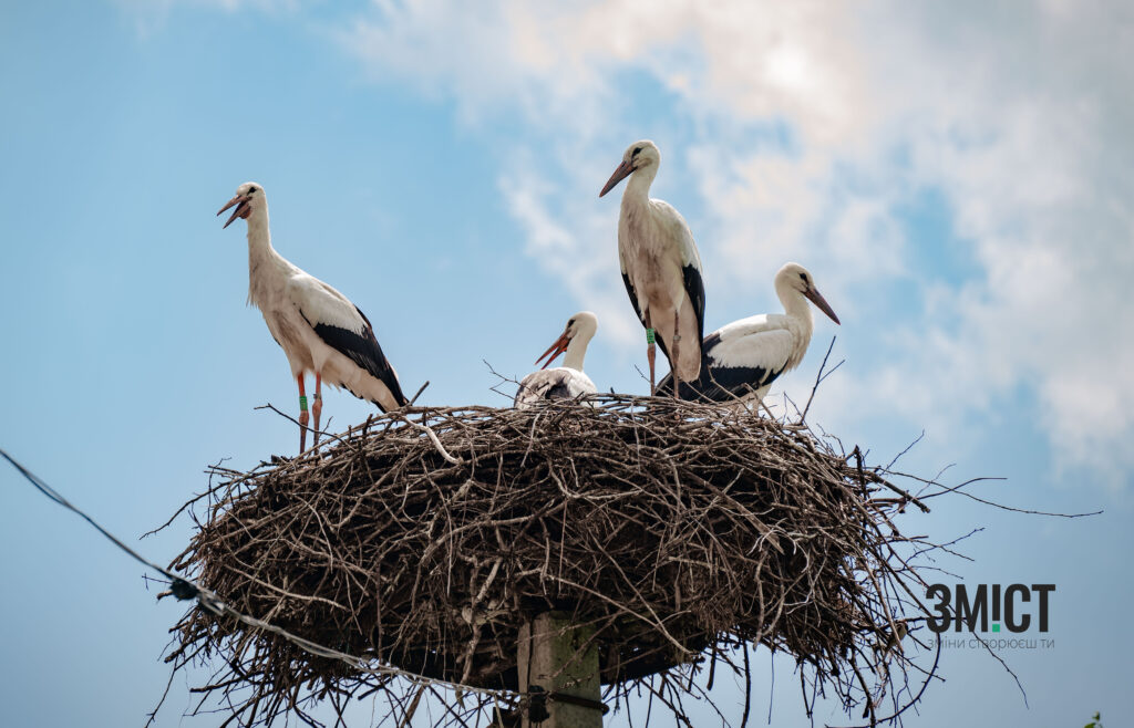 Лелеки в Леляках на Полтавщині