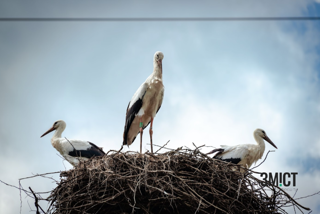 Лелеки в Леляках