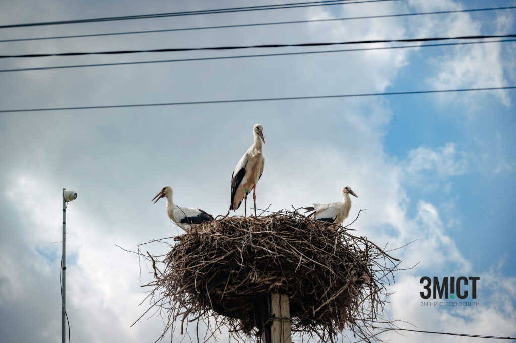 На стрімі лелек збирають кошти для ЗСУ