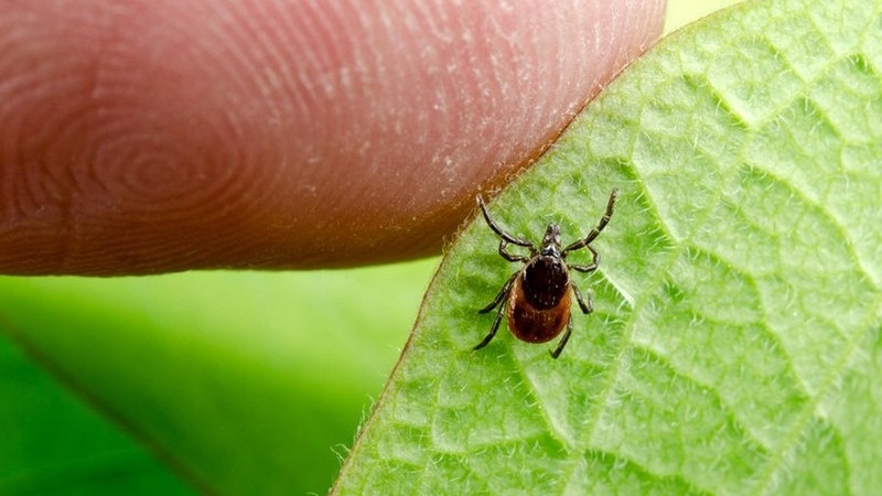 Ілюстративне фото