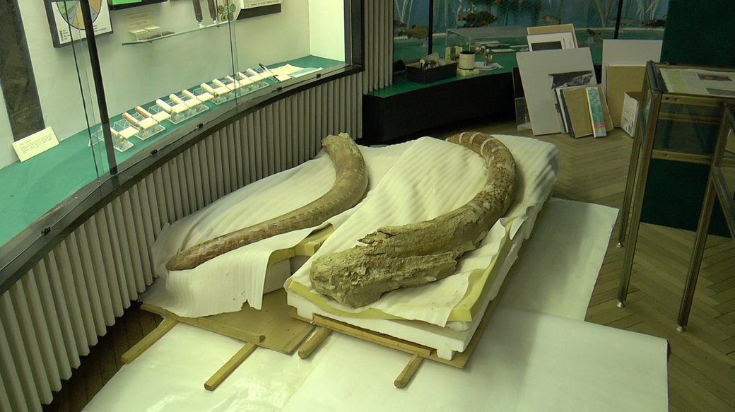 Ілюстративне фото. Бивні мамонта знейдені у Лубенській громаді