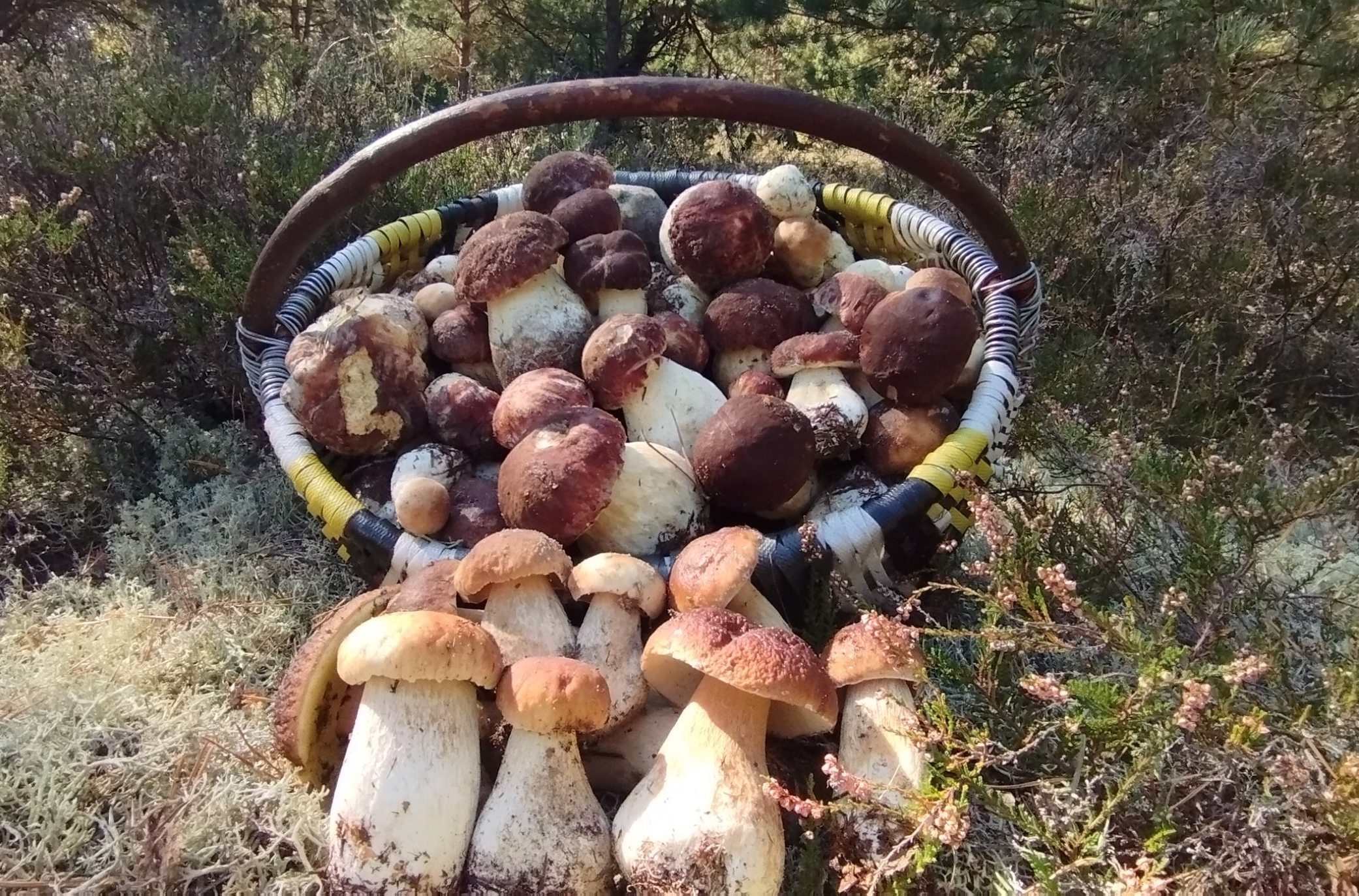 Зібрані на Полтавщині гриби