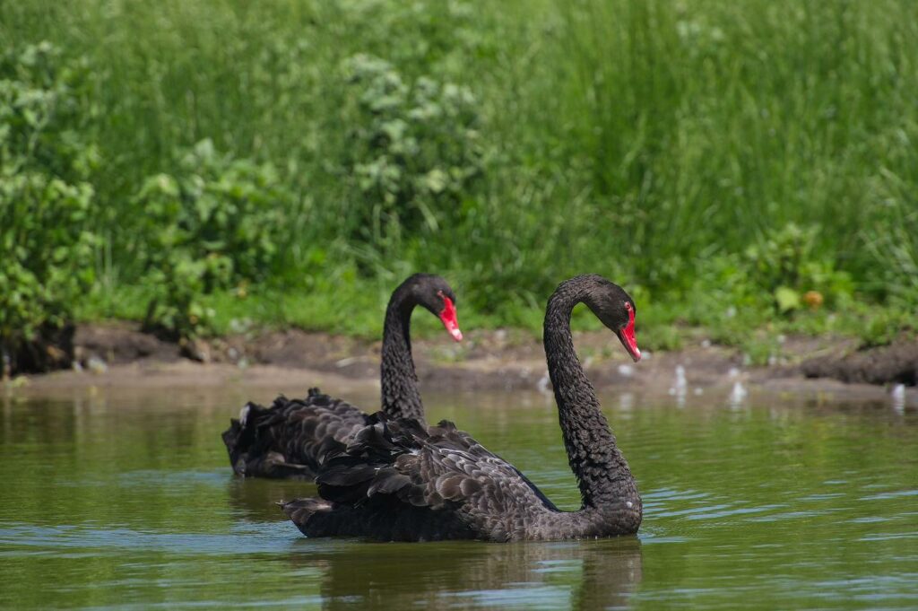 лебеді екопарк Ковалівка