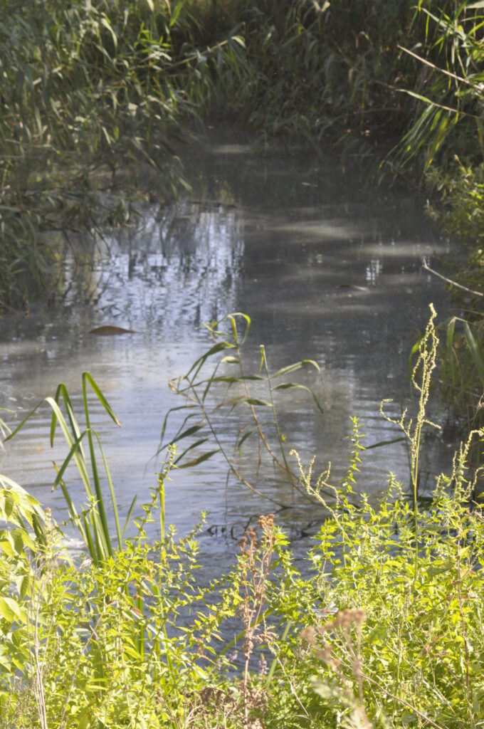орчик забруднення