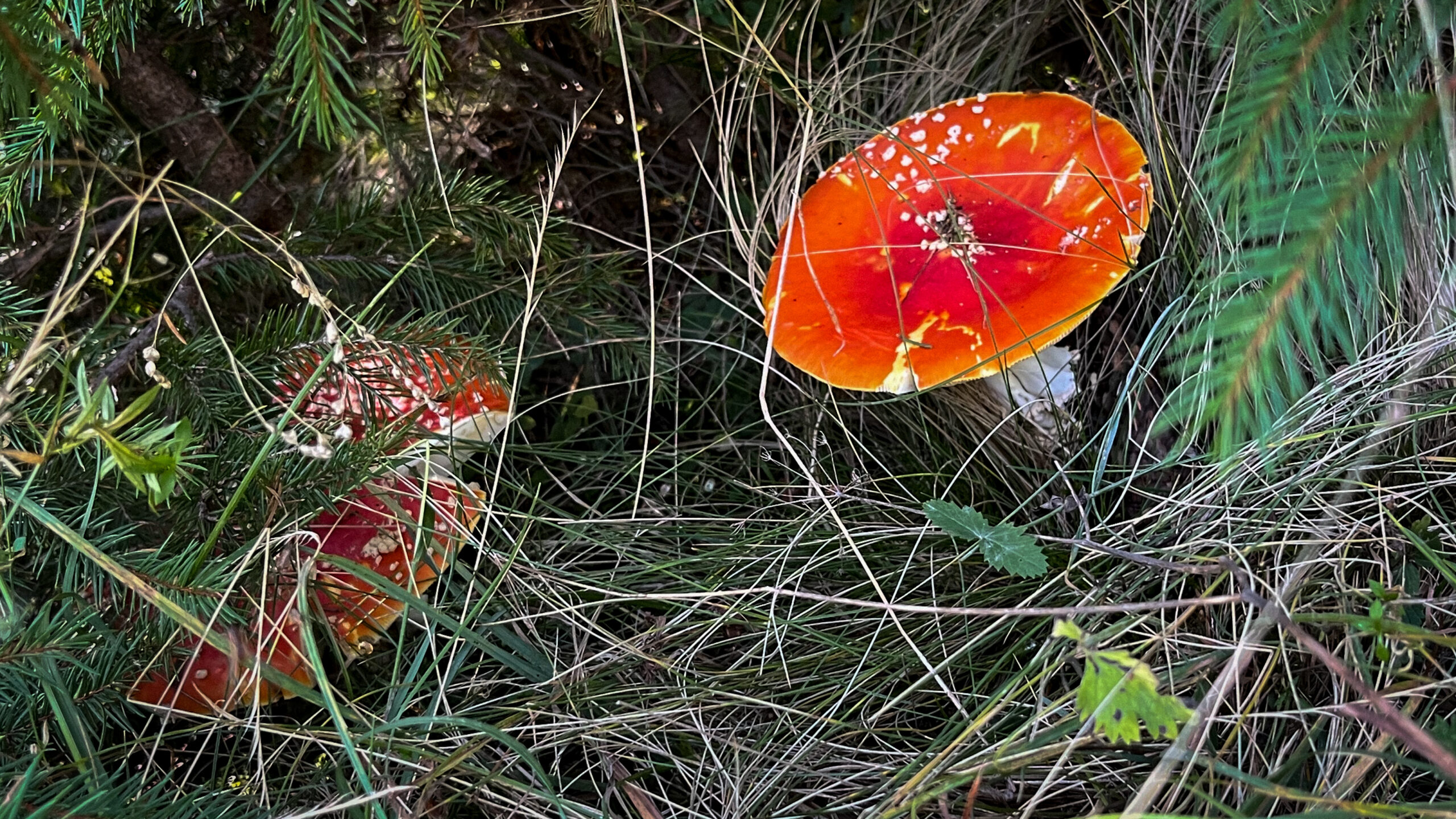 Ілюстративне фото