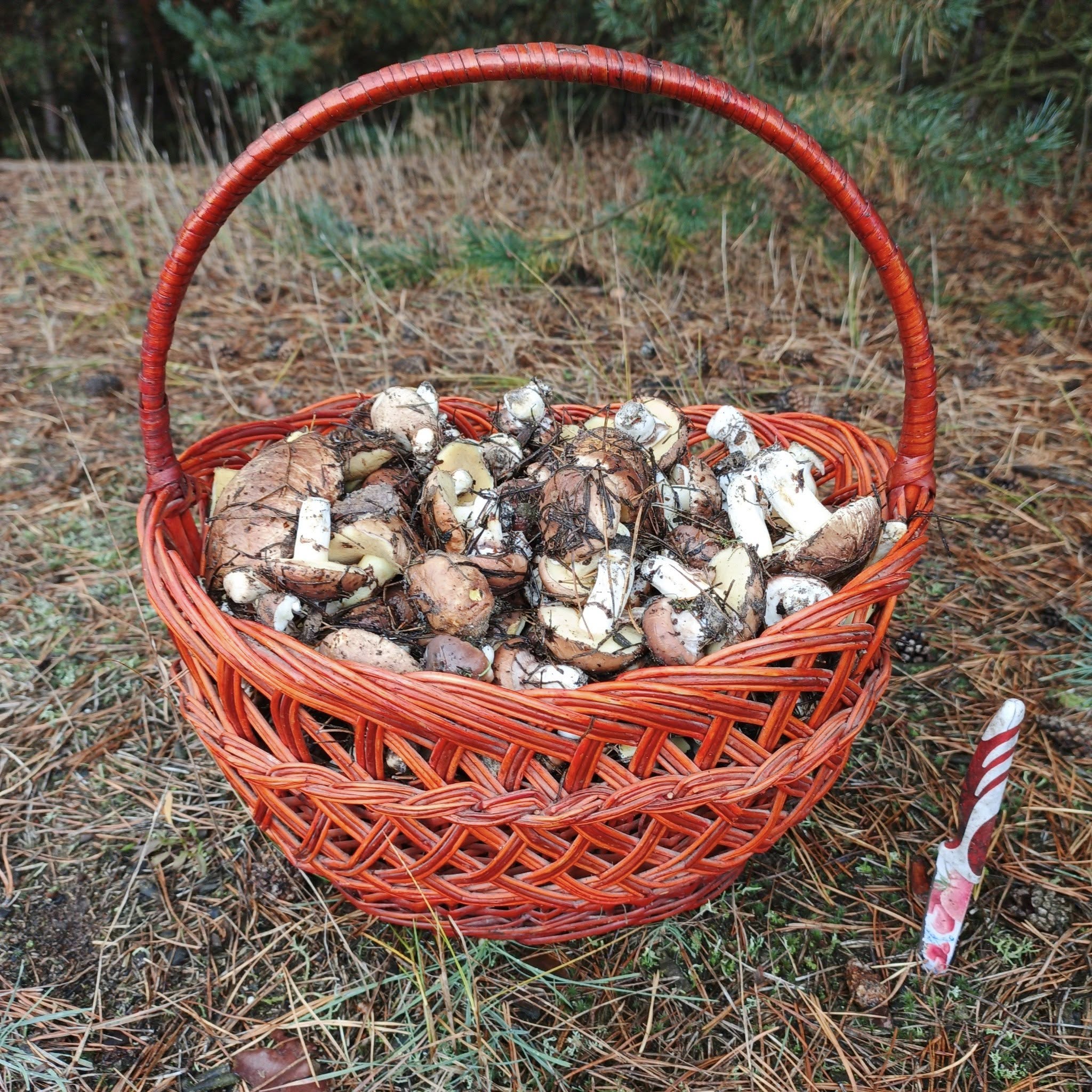 Зібрані на Полтавщині гриби.