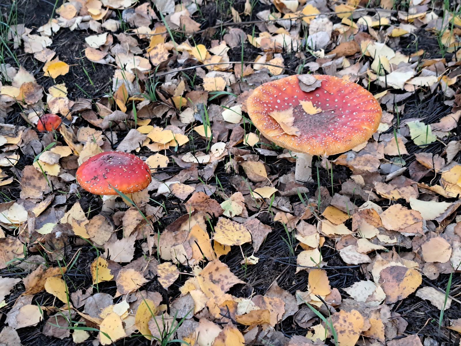 Сезон грибництва Ілюстративне фото