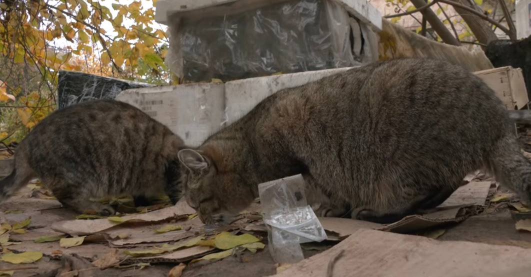 Безпритульні коти