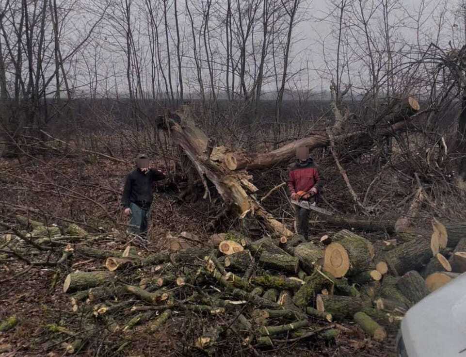 На Полтавщині незаконно спилювали дерева