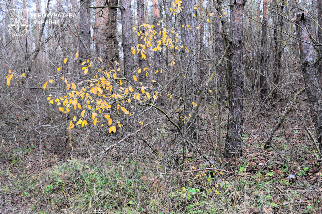 Ліс на Полтавщині