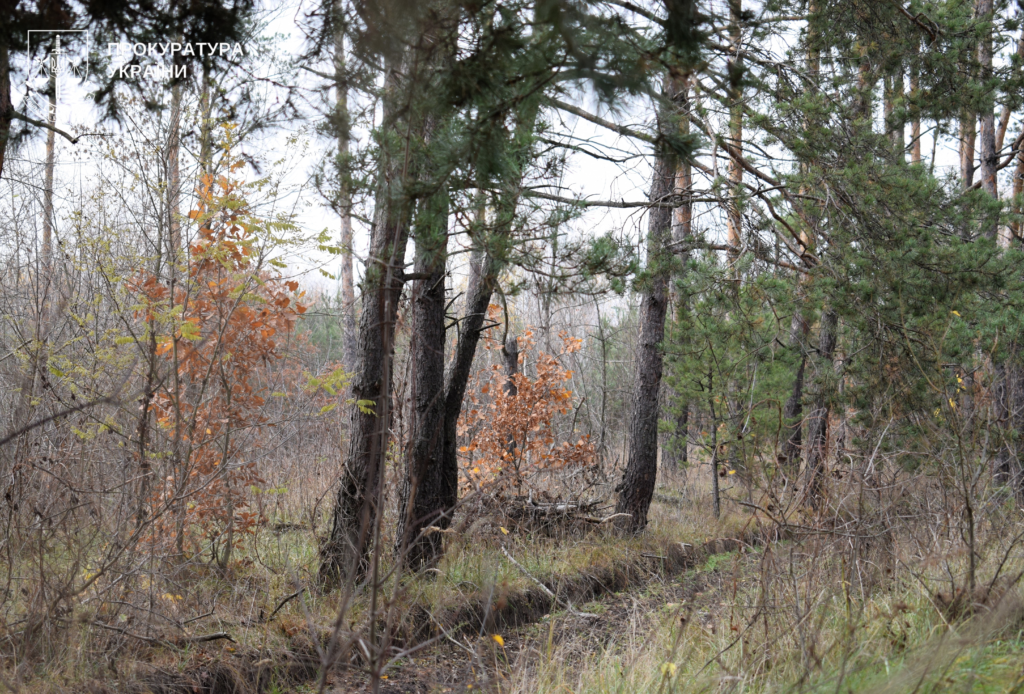 Ліс на Полтавщині