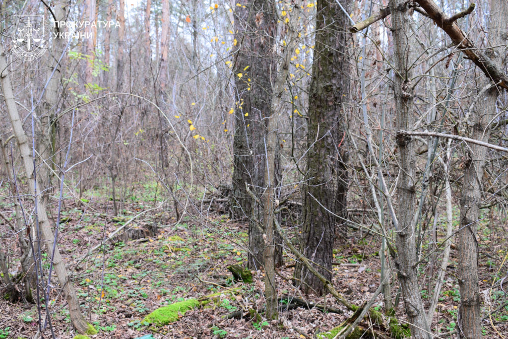 Ліс на Полтавщині