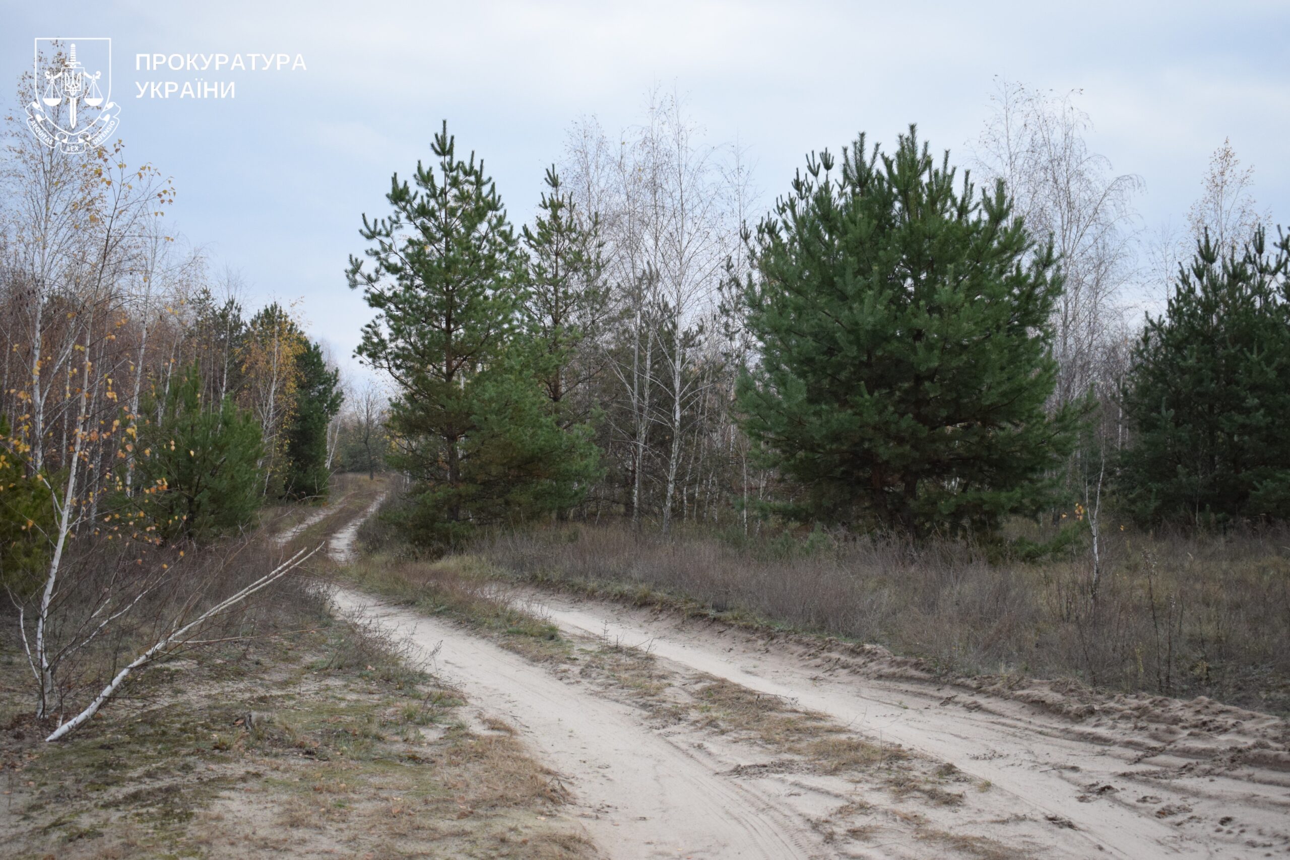 Майже 20 років на Полтавщині безкоштовно орендували ліс