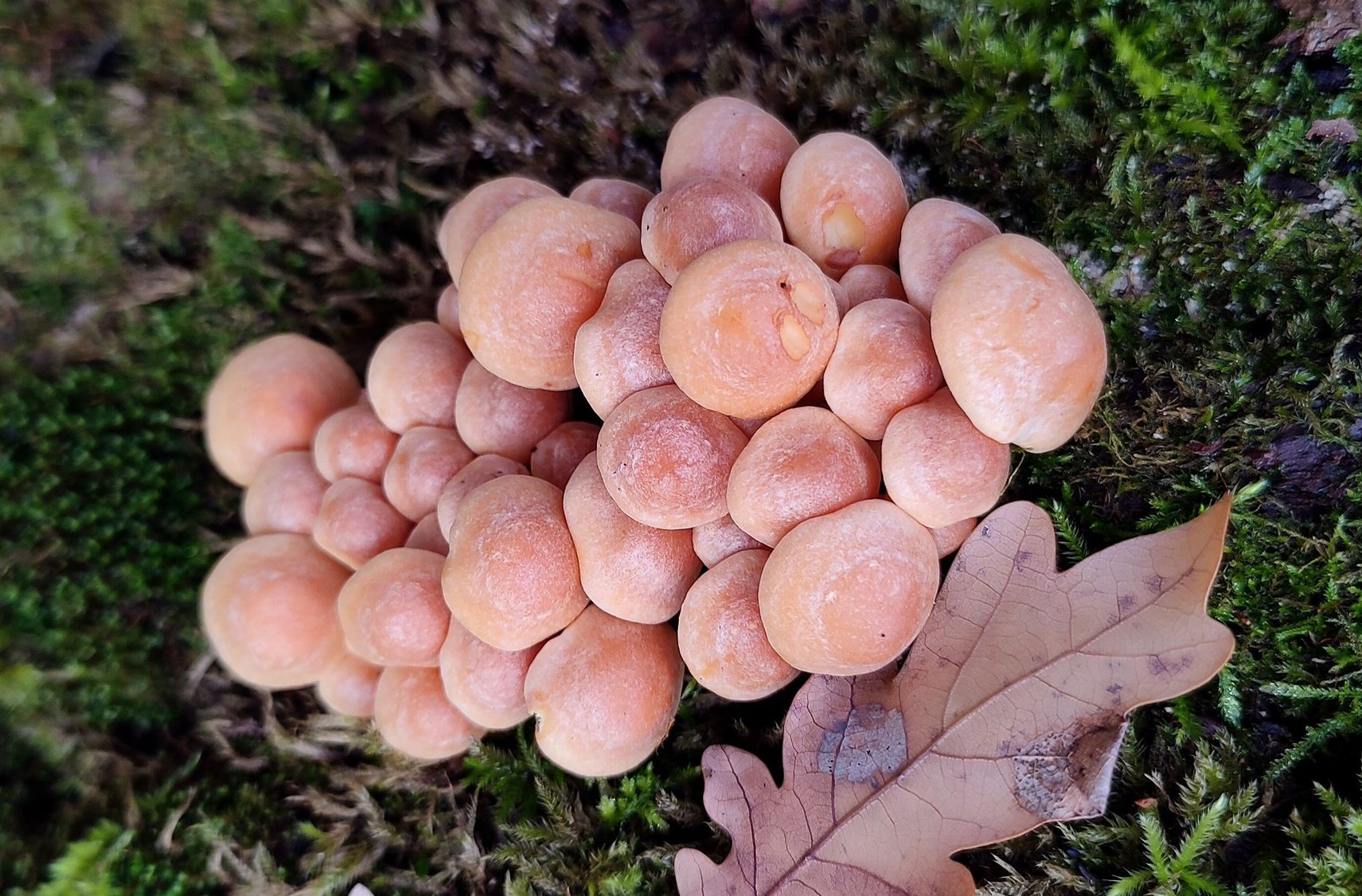 Опеньки на Полтавщині