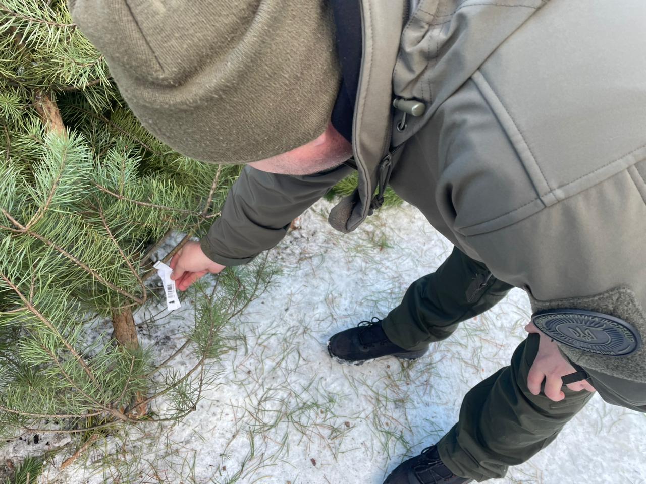 Перевірка ялинок, які продають на Полтавщині.