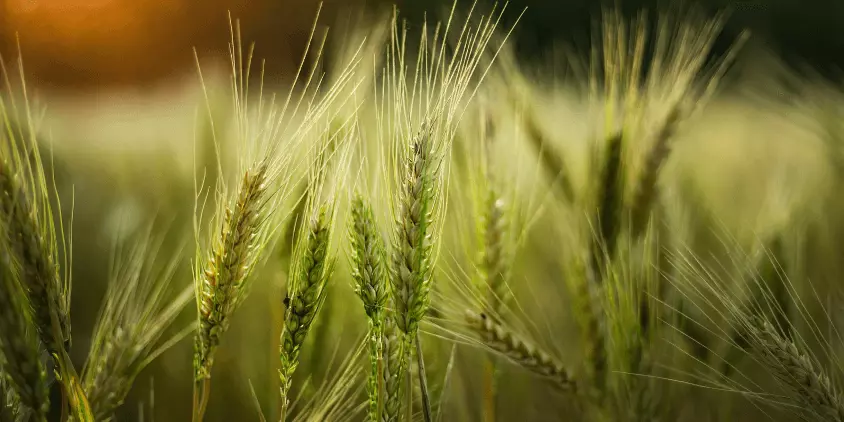 Прибережну захисну смугу на Полтавщині незаконно розорали під ячмінь