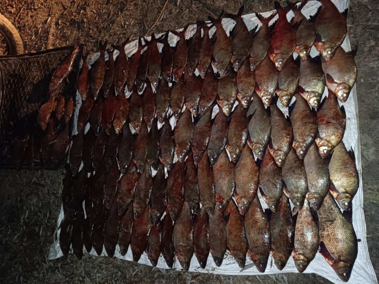 Вилучена риба під час рейду