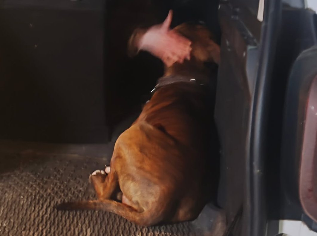 Пес Амур, якого забрали додому