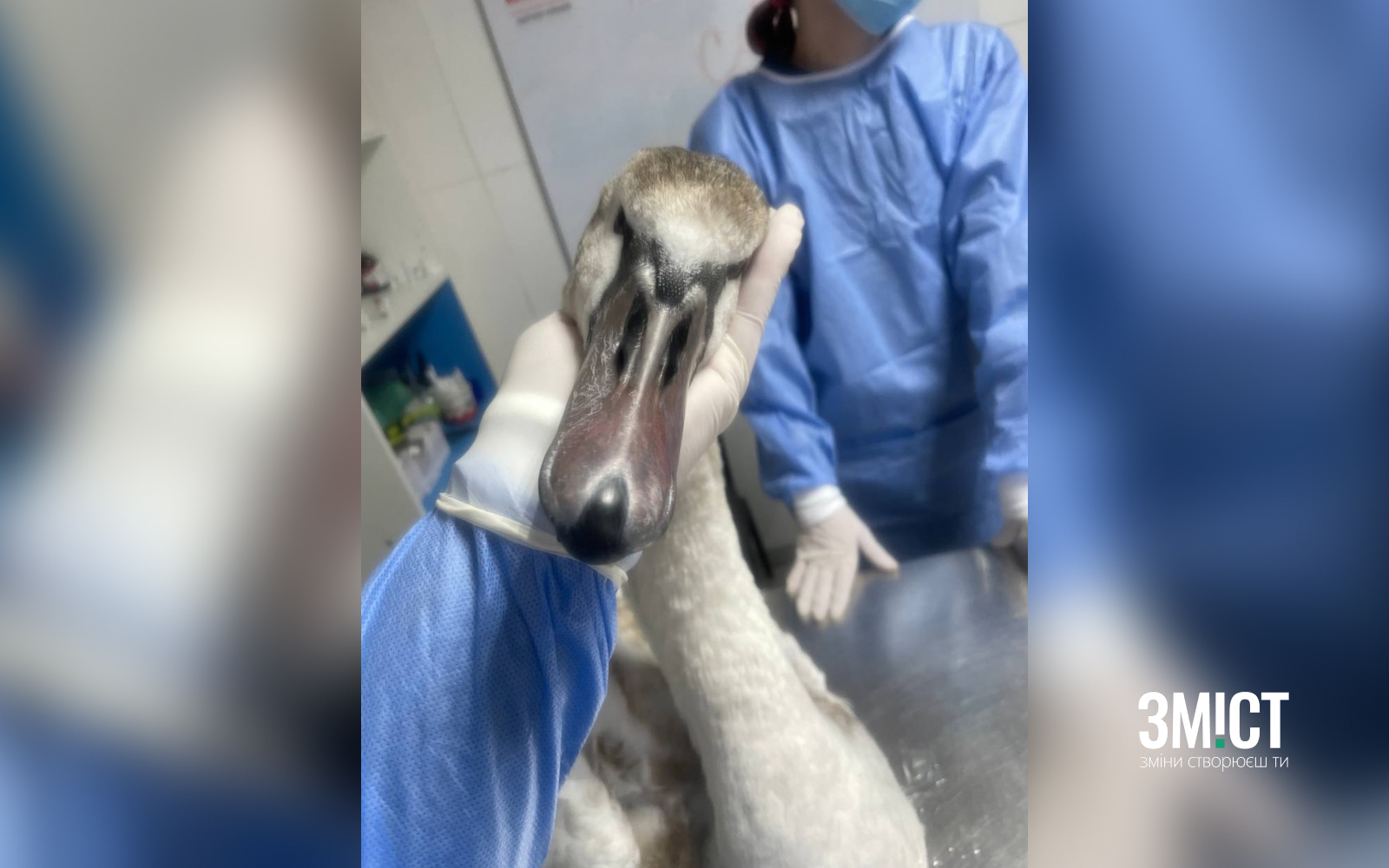 Обледенілий лебідь