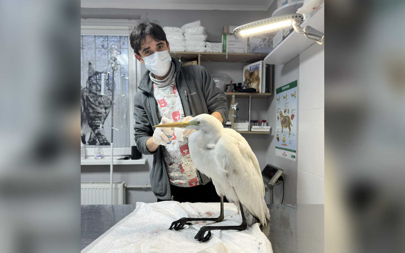 Ветеринар Артур Шабліян та врятована чапля