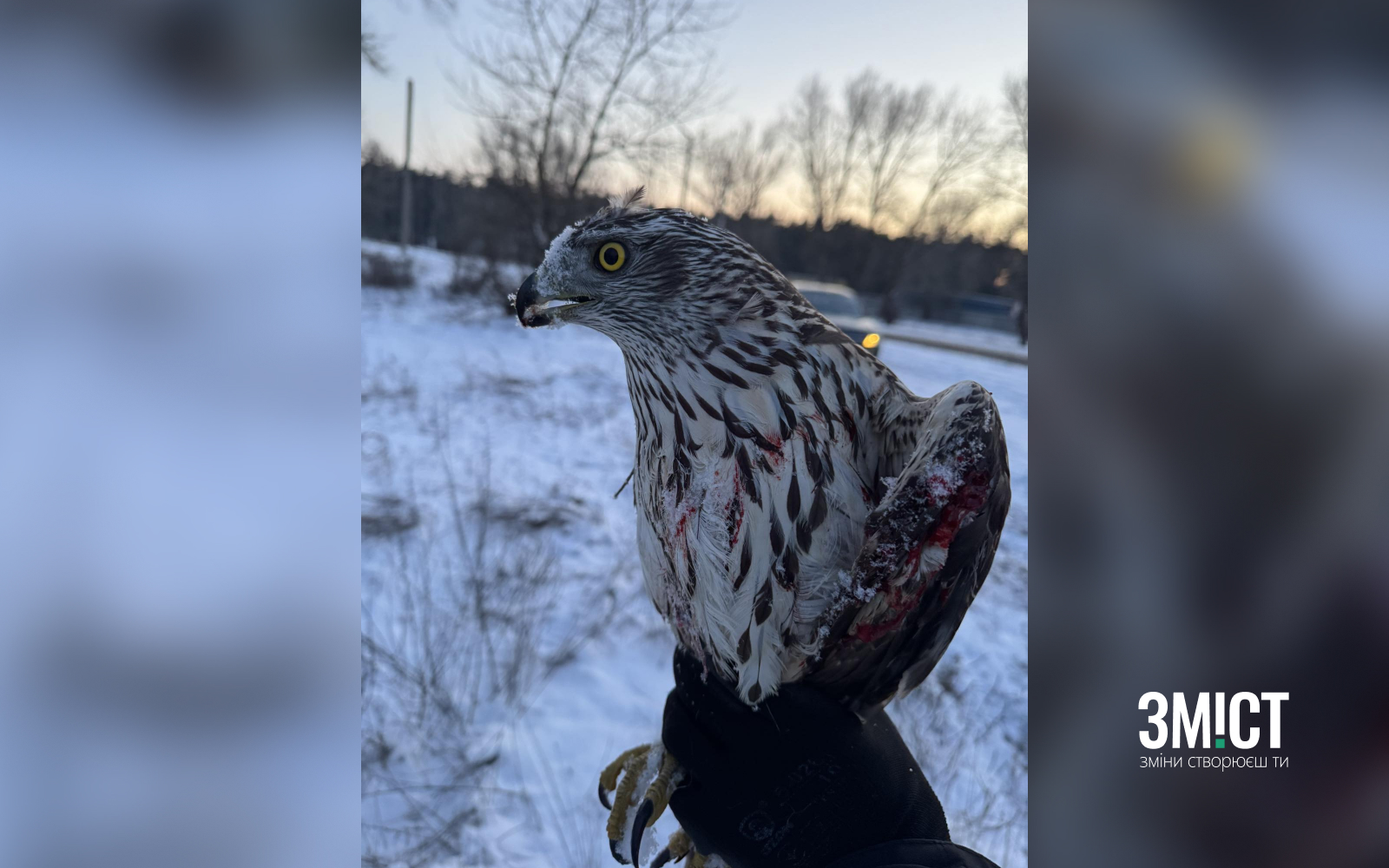 Яструб, у якого поранене крило