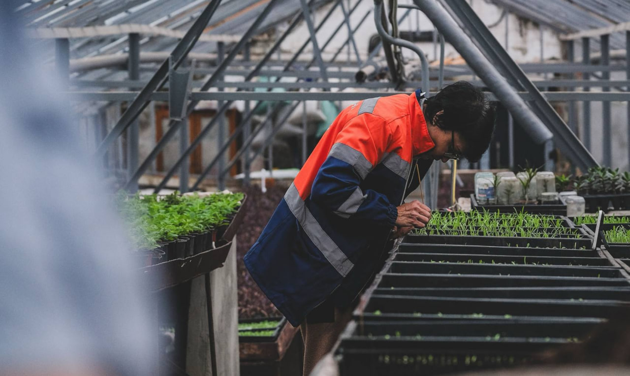 Пересадка росли в оранжереї