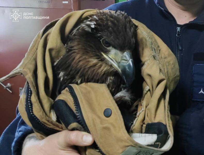 На Полтавщині визволили з крижаної пастки червонокнижного птаха