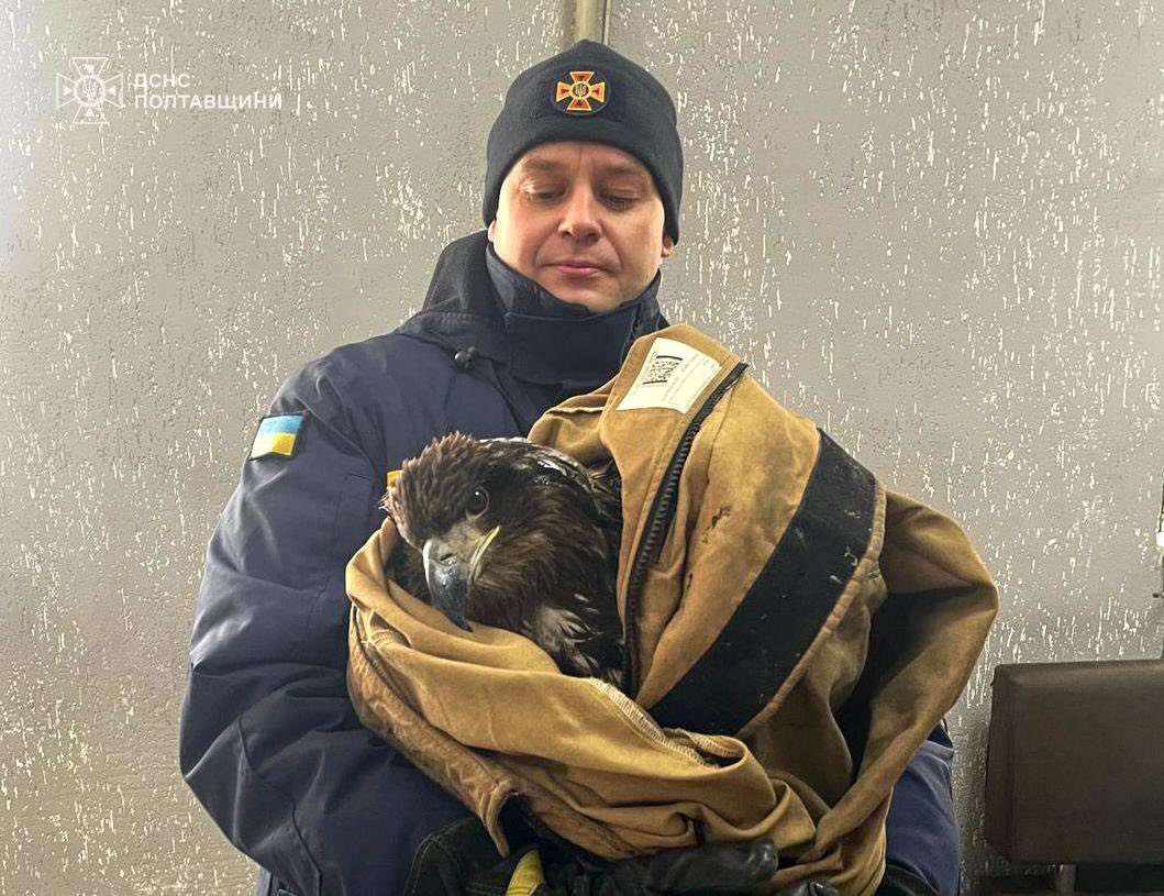 На Полтавщині визволили з крижаної пастки червонокнижного птаха