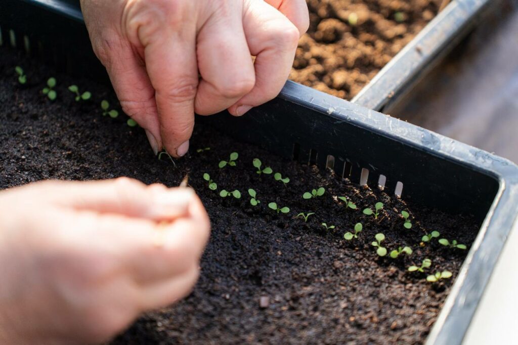 підготували рослини до весняної висадки