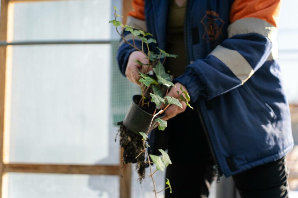 підготували рослини до весняної висадки