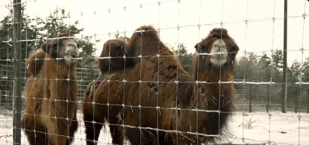 Допомогу екопарку у Ковалівці