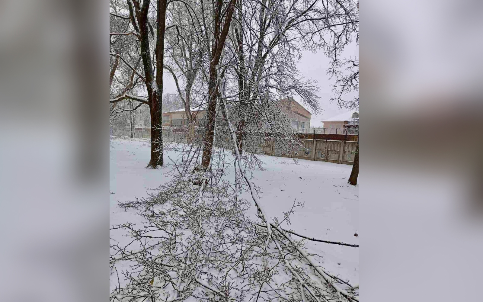 Падіння дерев та великих гілок фіксують у Полтаві