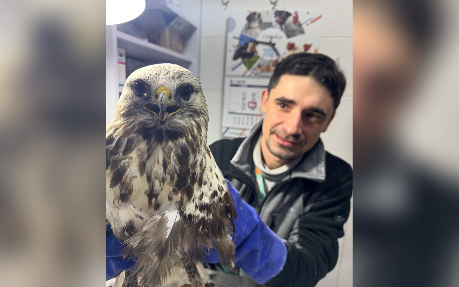 На Полтавщині врятували пораненого дикого птаха