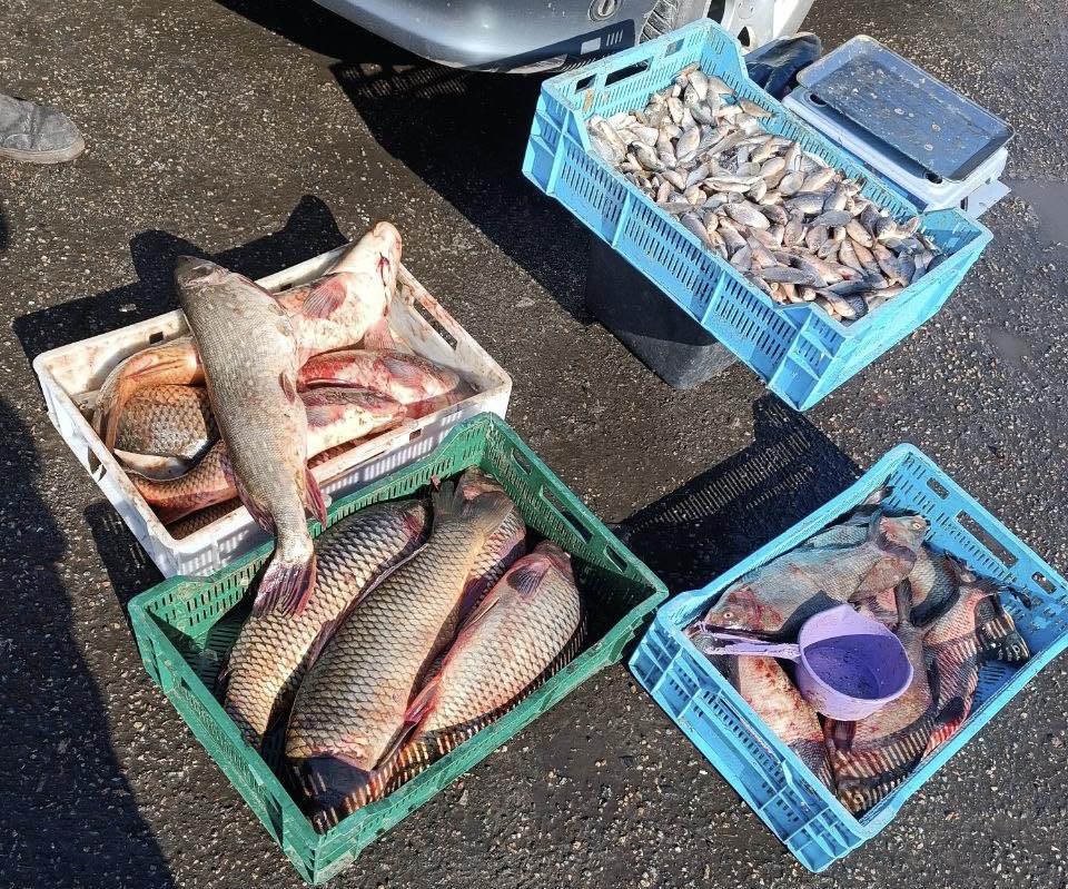 Незаконний продаж риби