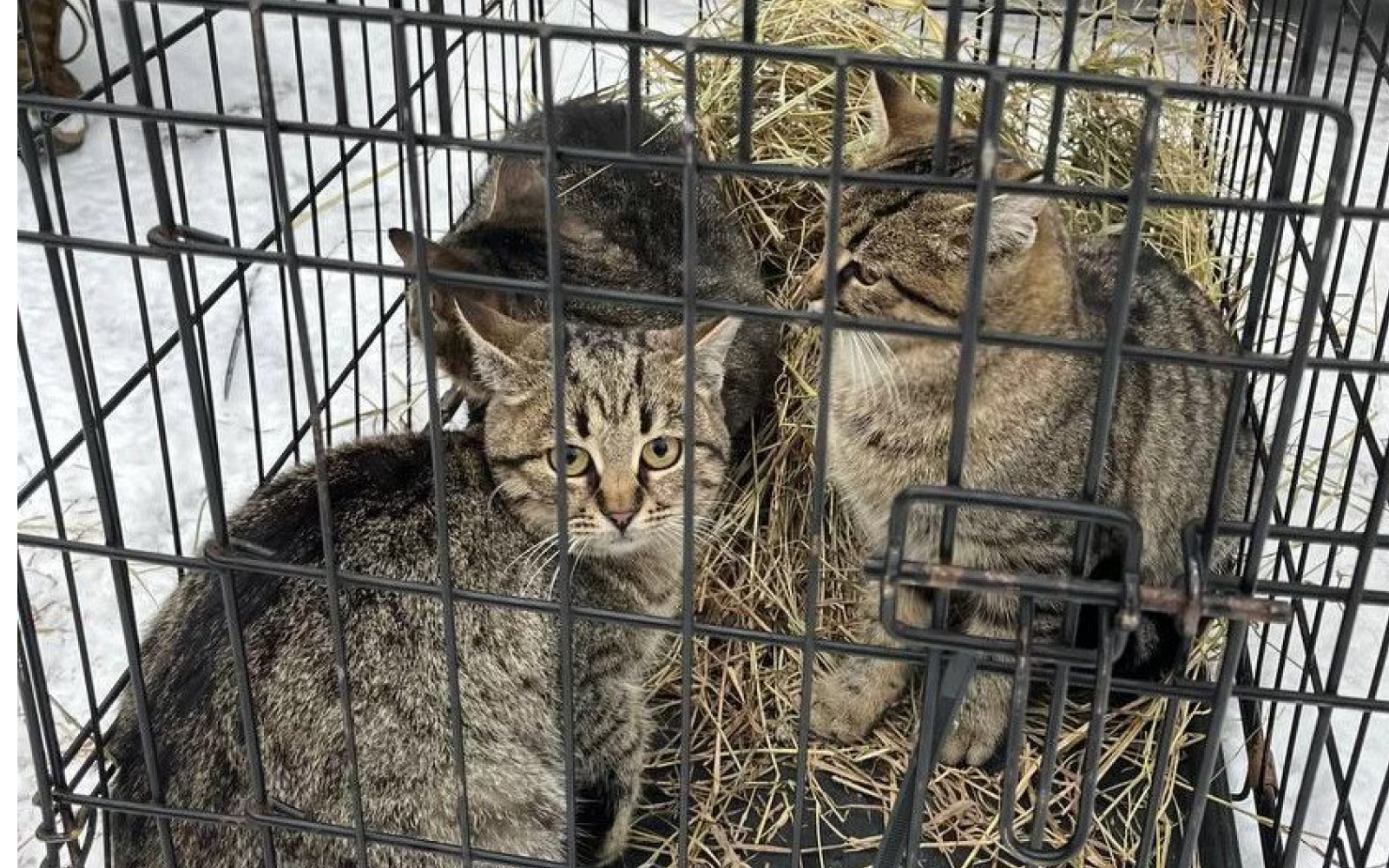 Евакуйовані котики