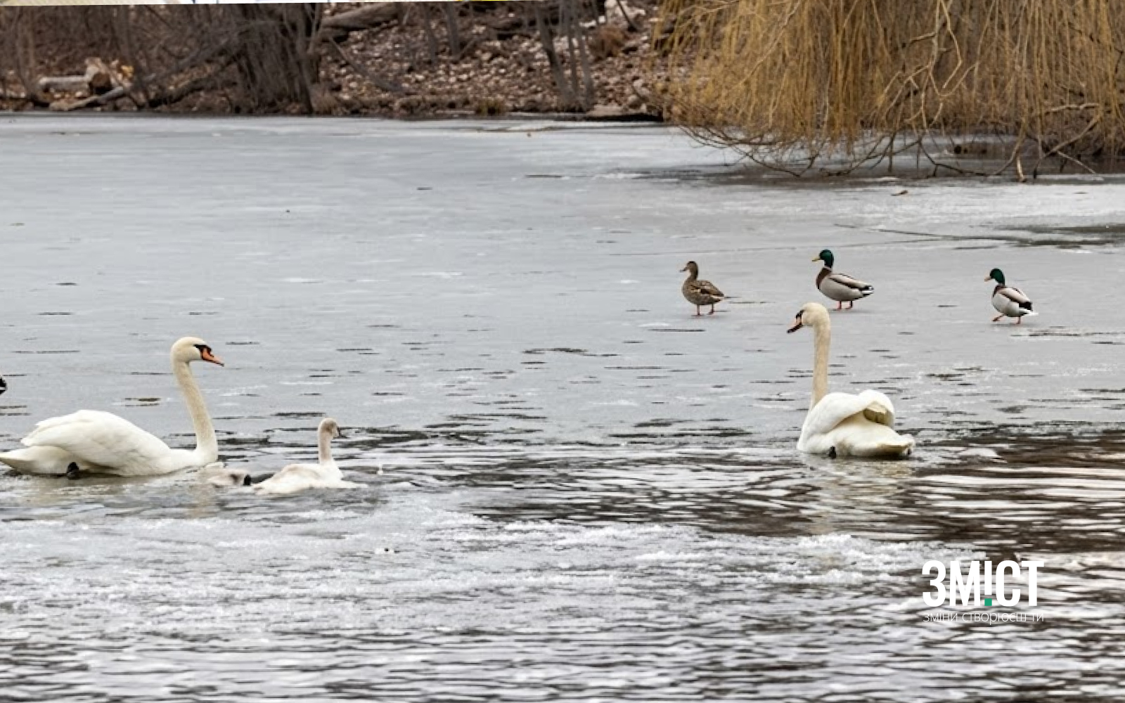 Лебеді повернулися до Дендропарку Ілюстративна світлина