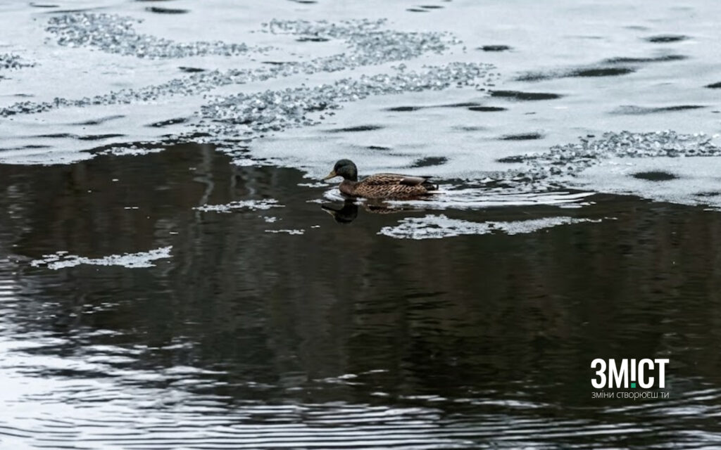 птахи повернулися у дендропарк