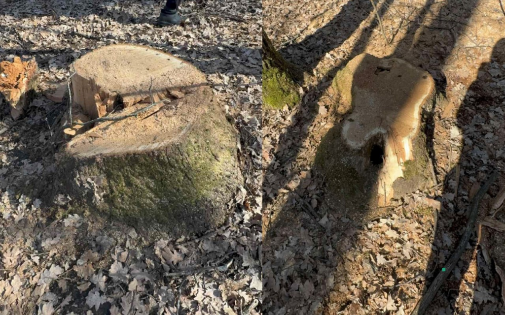 Жителі Полтавщини звернулися до поліції через підозрілу вирубку лісу