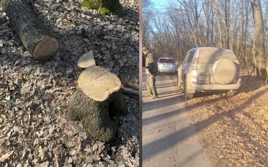 Жителі Полтавщини звернулися до поліції через підозрілу вирубку лісу
