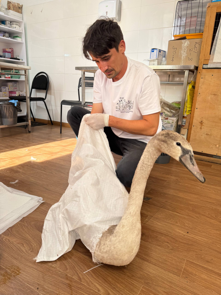 артур шабліян