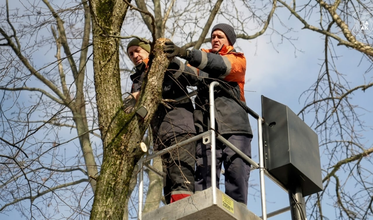 Спилювання дерев у Полтаві