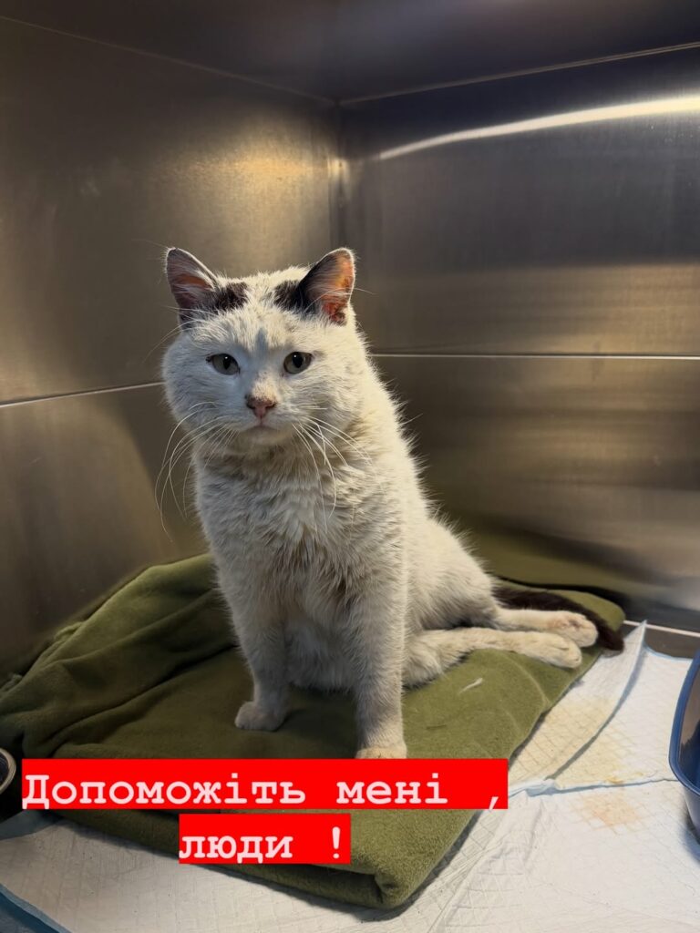 10 квітня у Полтаві стріляли в кота