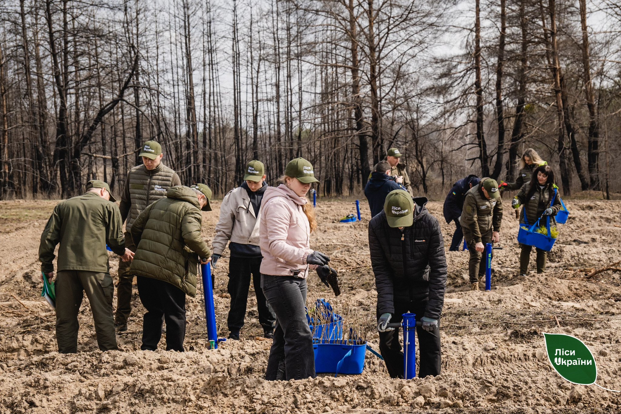 На Полтавщині відновлюють ліс після найбільшої пожежі за останні п’ять років