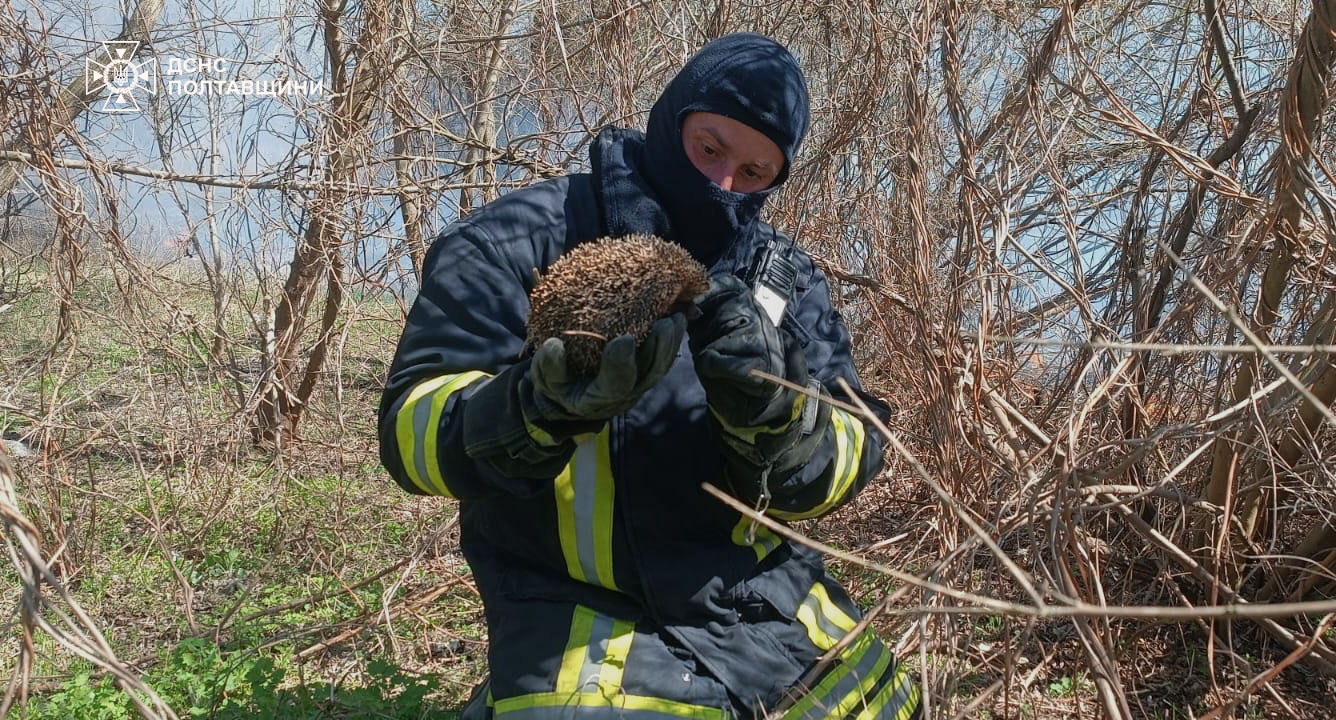 Надзвичайники Полтавщини врятували їжака