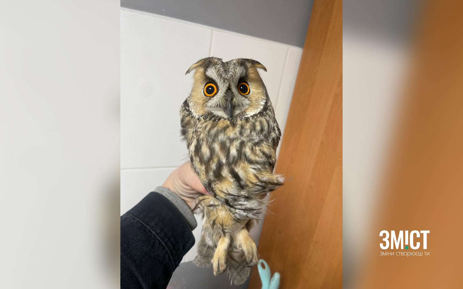 Сова, яку врятували