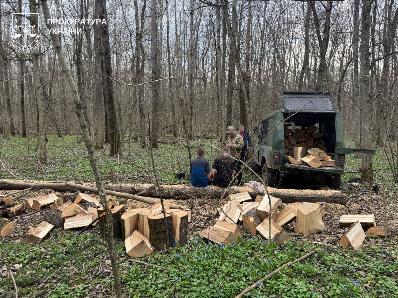 Двох чоловіків у Полтавській громаді підозрюють у незаконній вирубці дубів