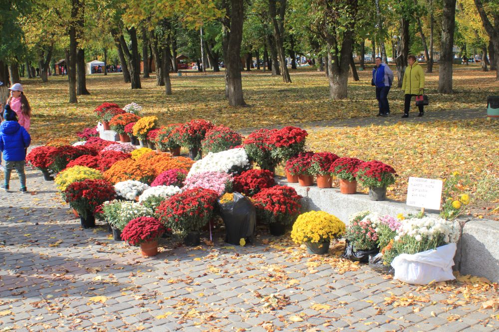 Перший Фестиваль хризантем у Полтаві